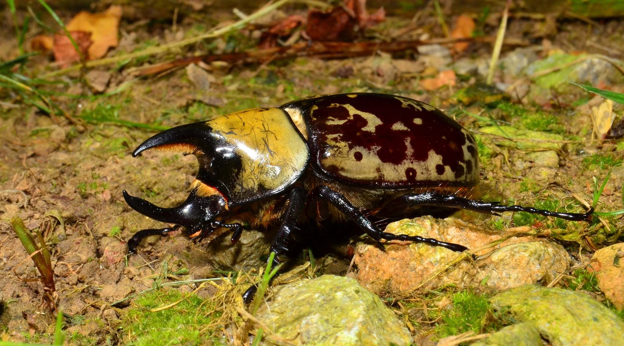 Dynastes