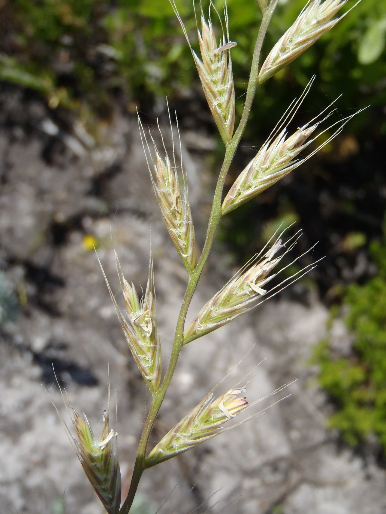 Lolium temulentum