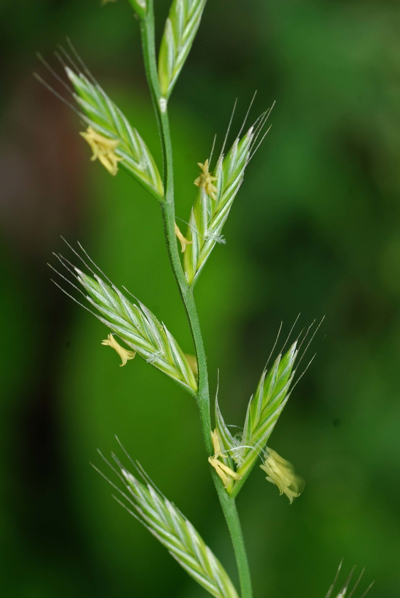 Lolium temulentum