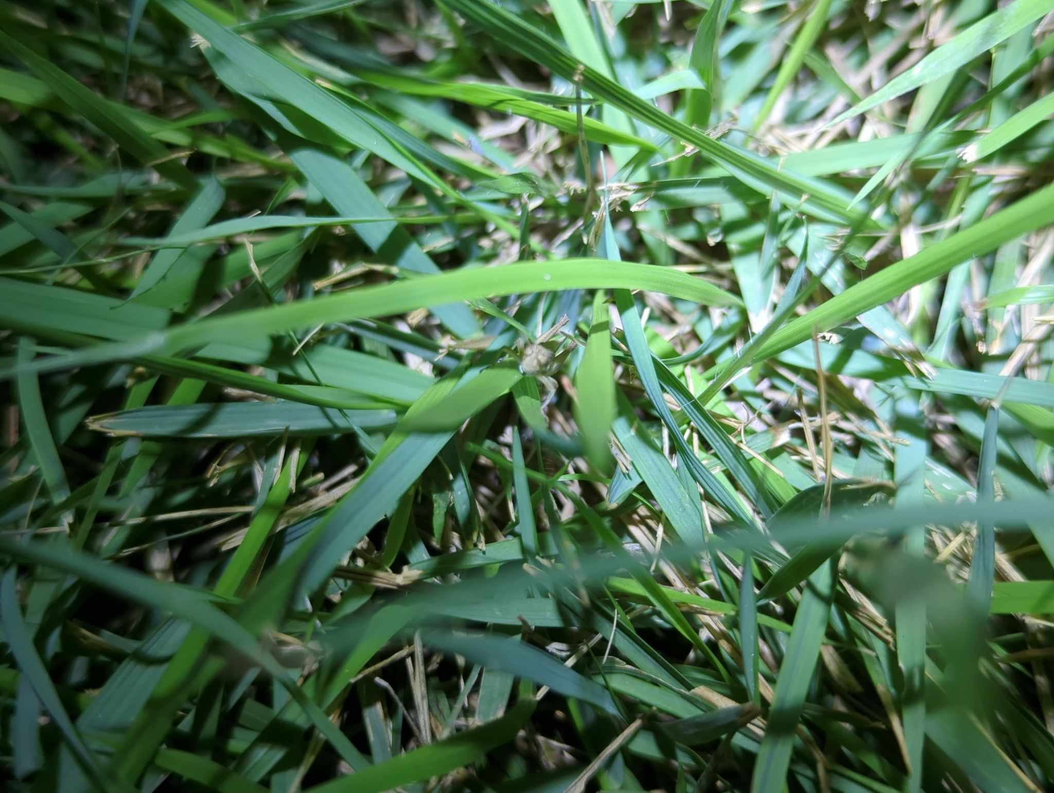 Orphulina