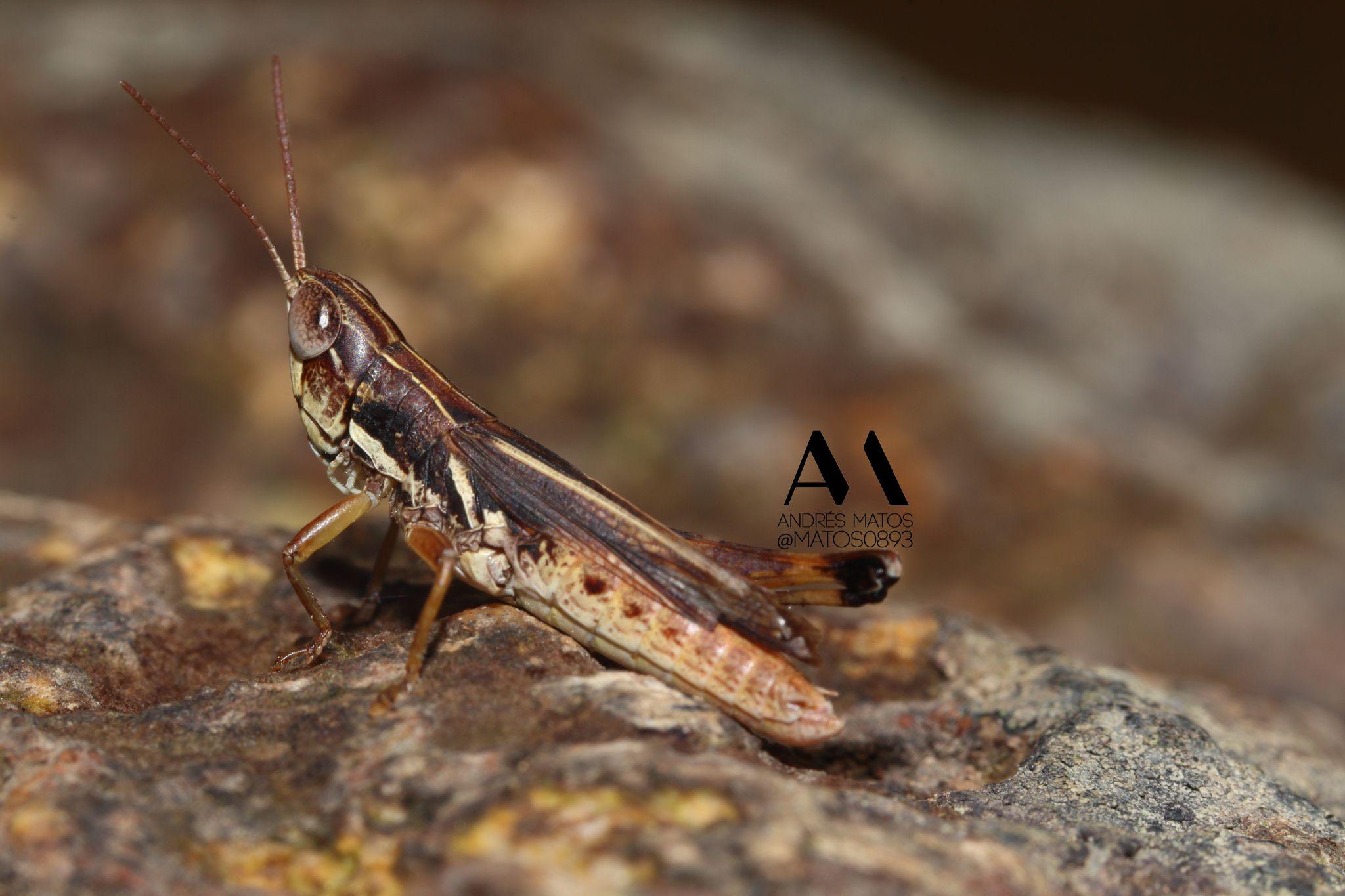 Orphulina