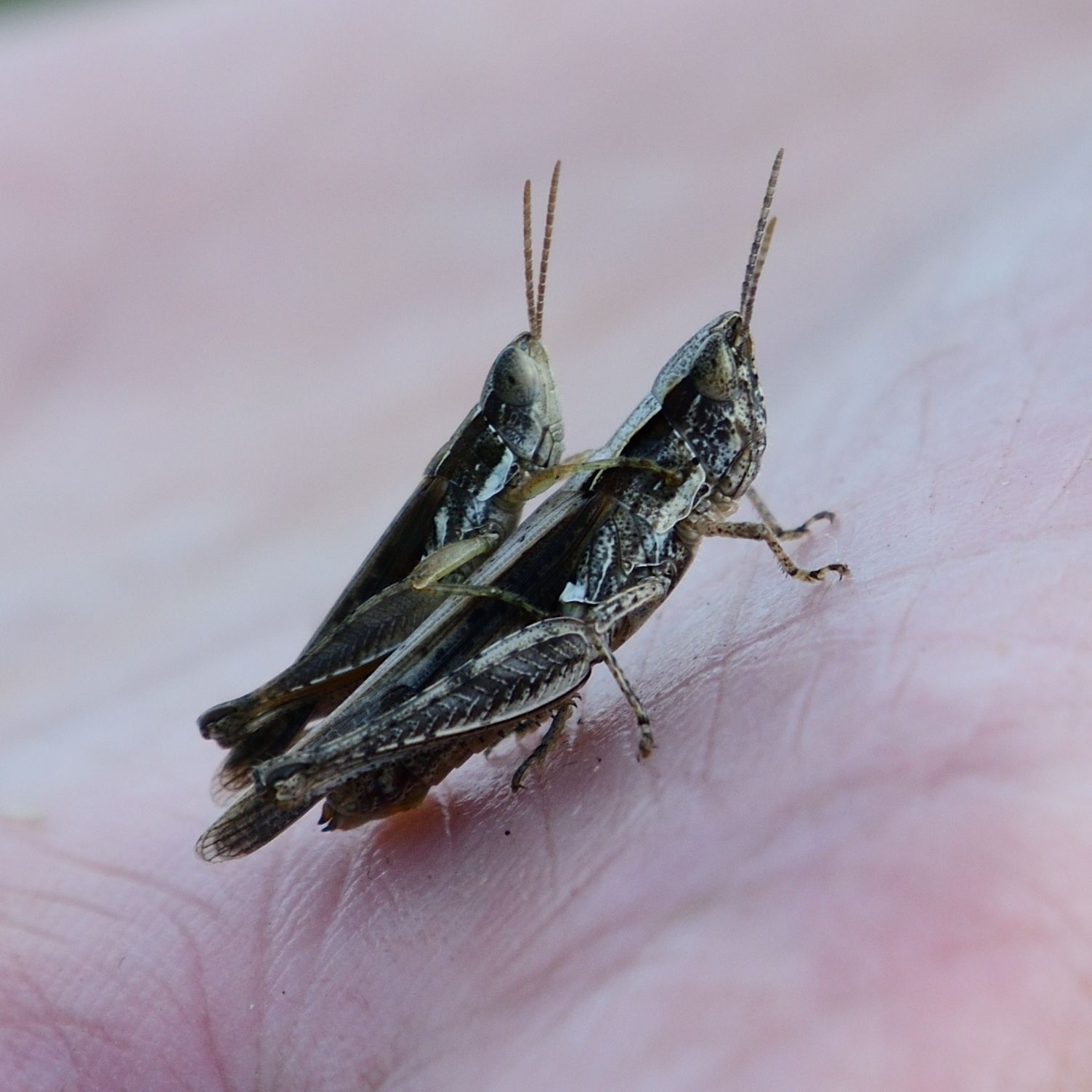 Orphulina