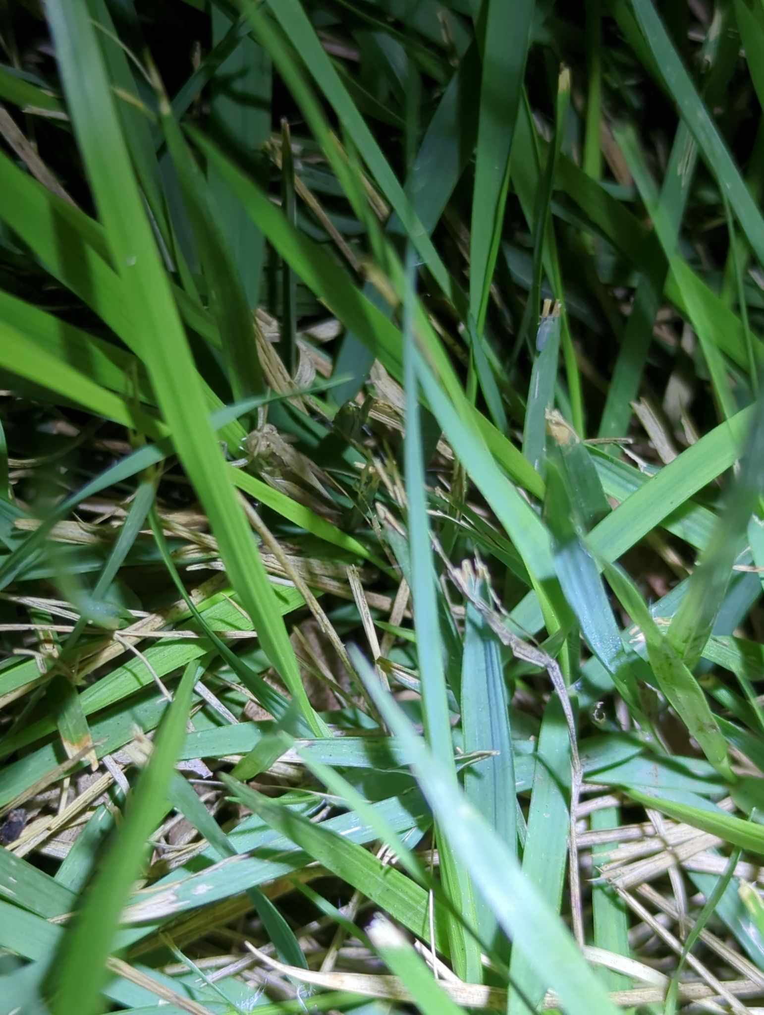 Orphulina