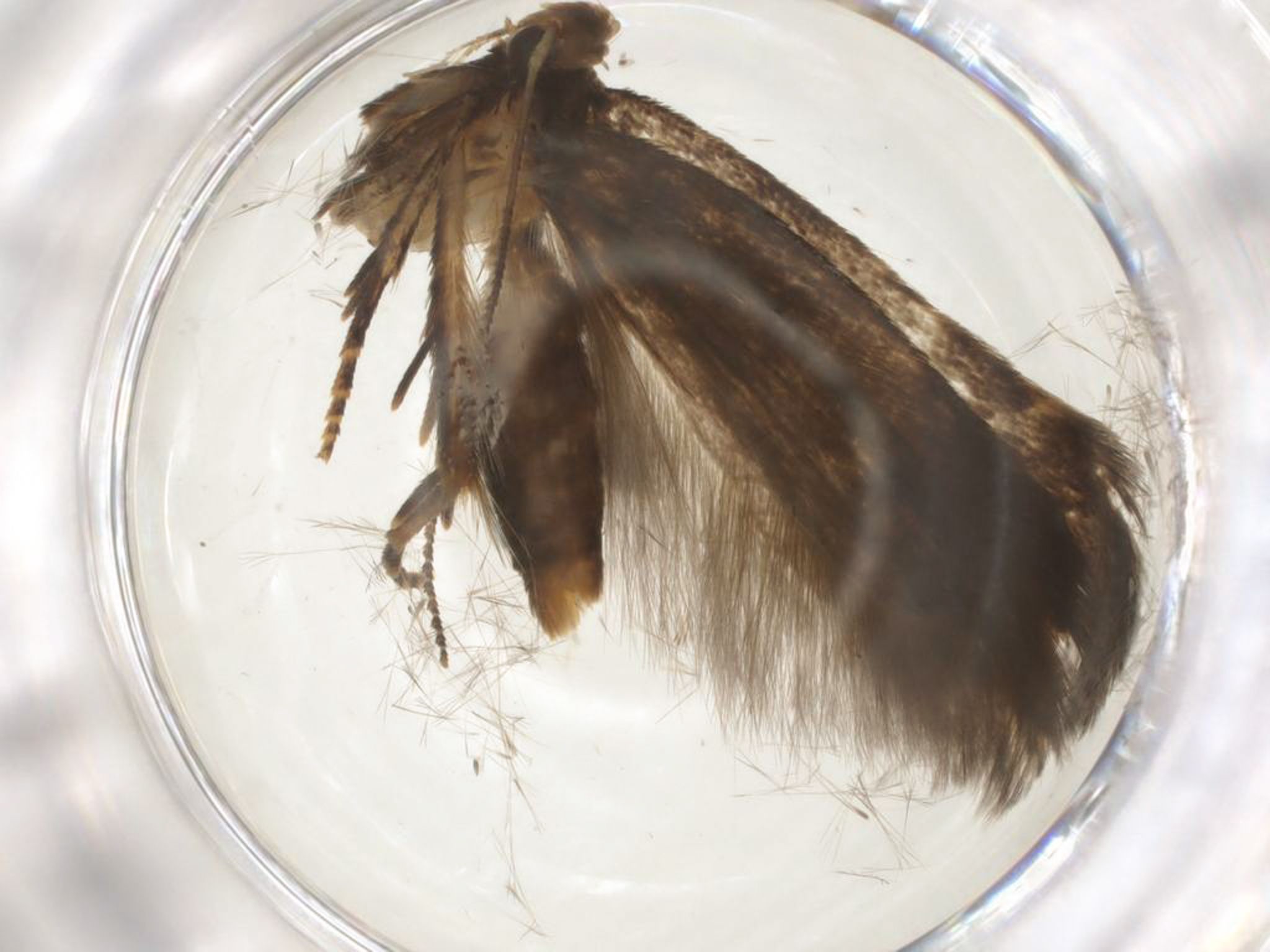 Monochroa fragariae