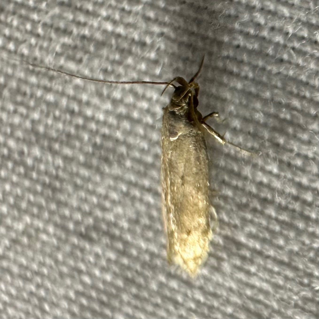 Monochroa fragariae