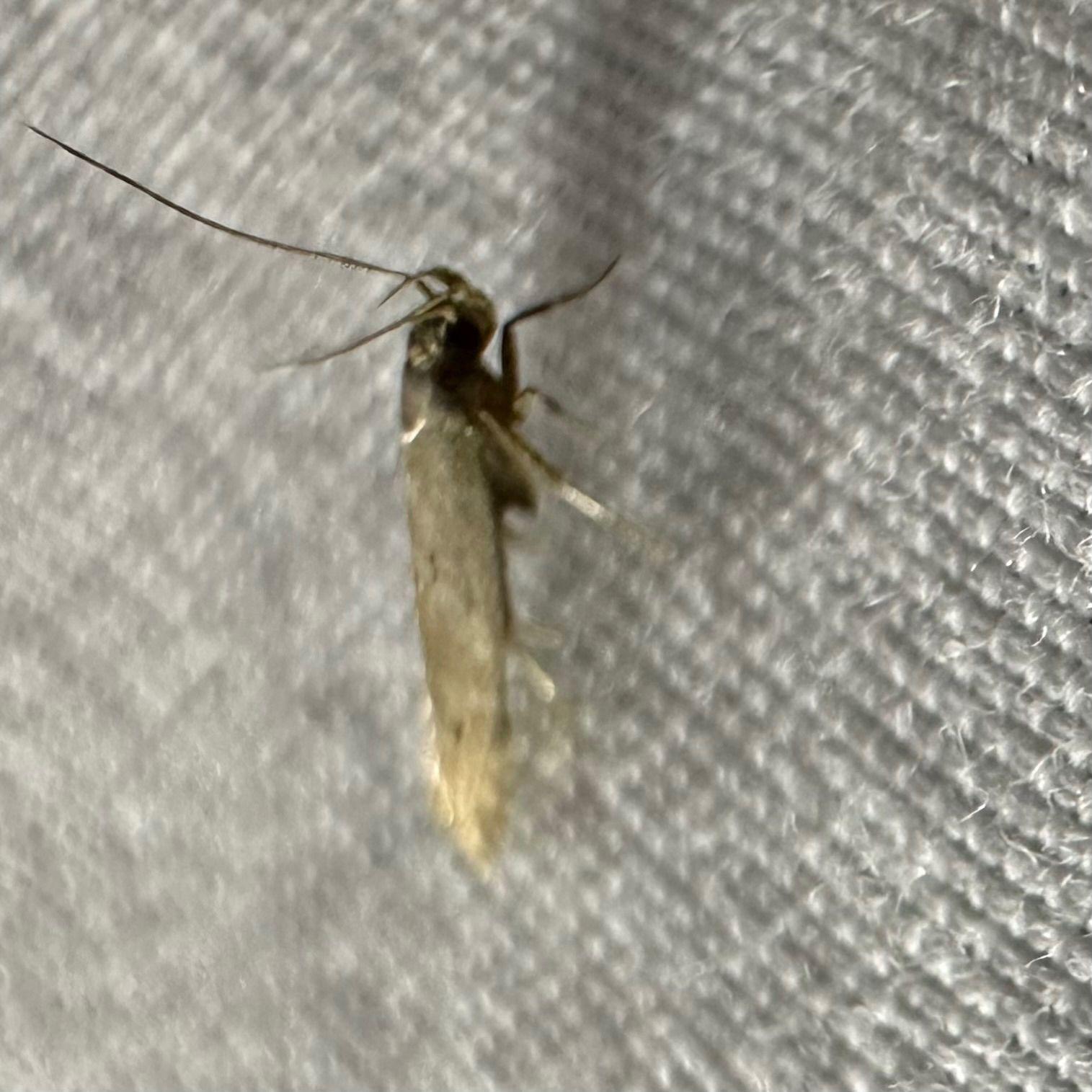 Monochroa fragariae