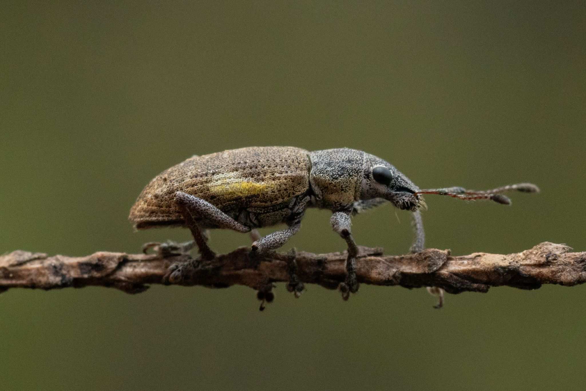 Mimographus
