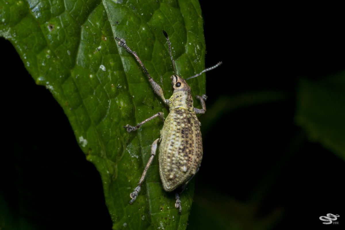 Mimographus