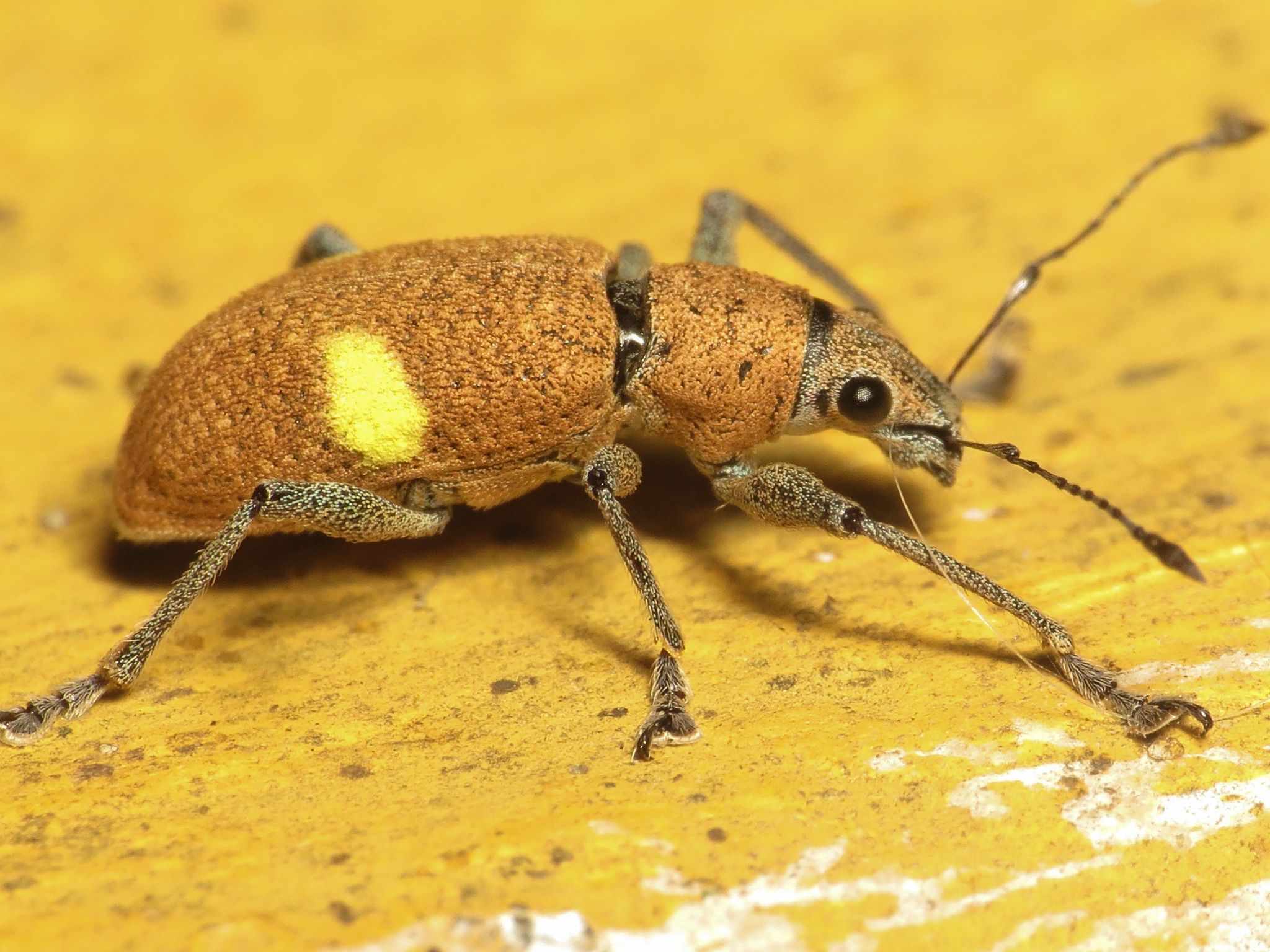 Mimographus