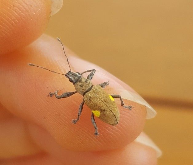 Mimographus