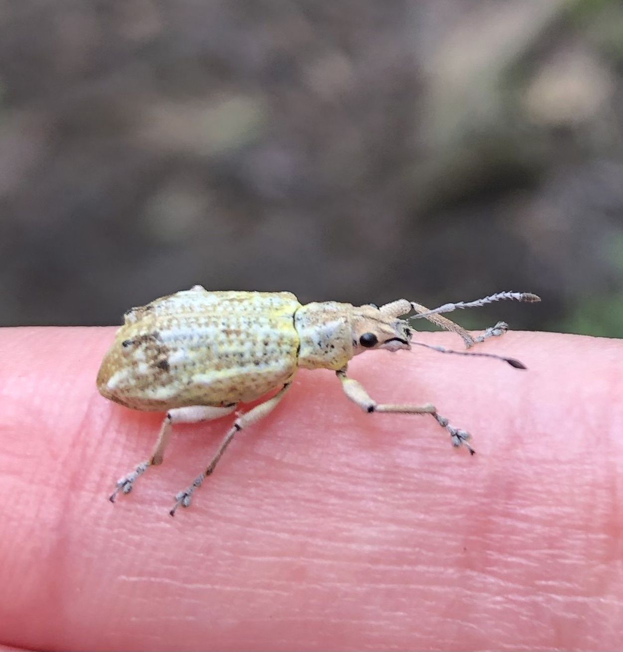 Mimographus