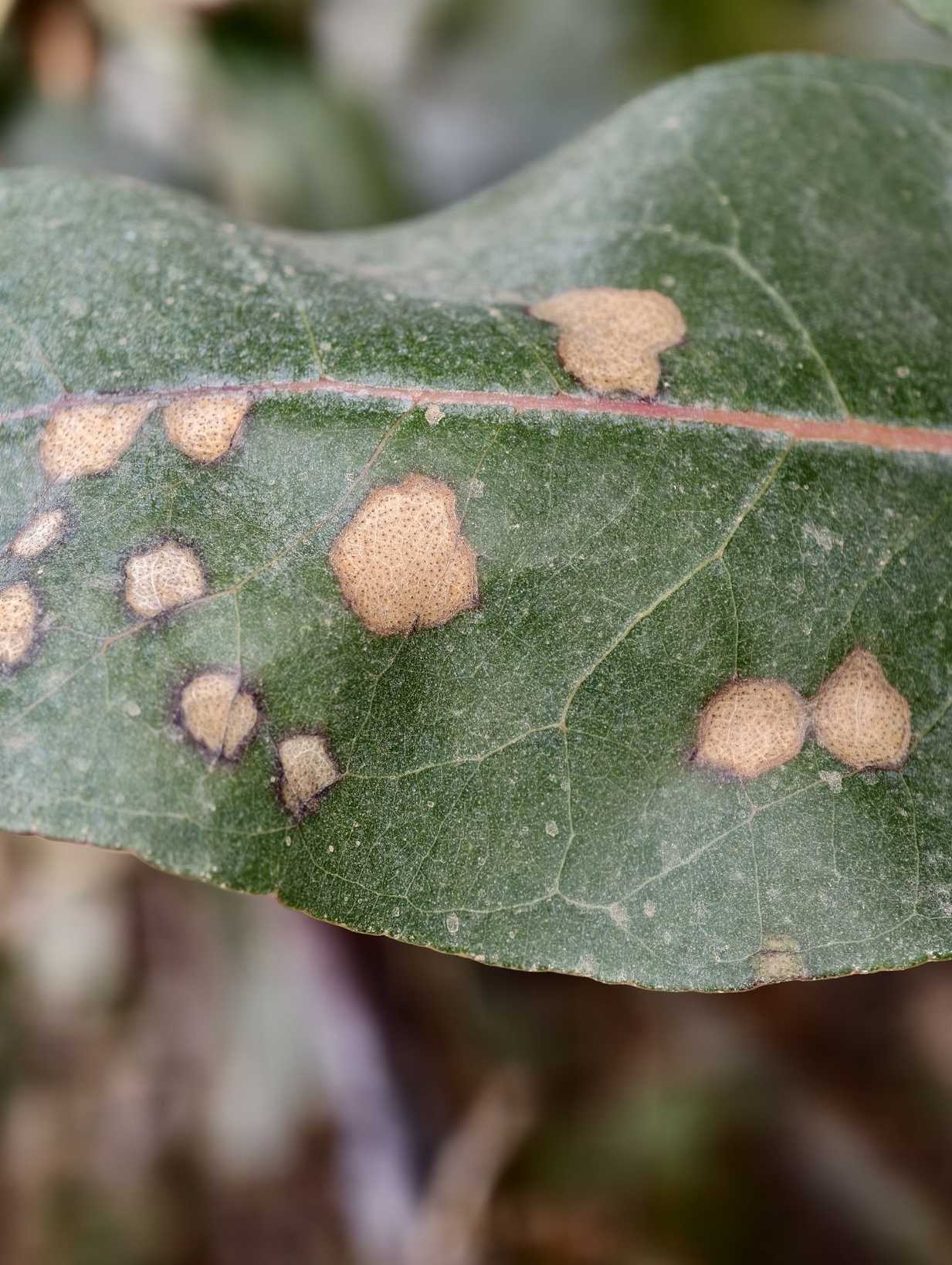 Teratosphaeria nubilosa