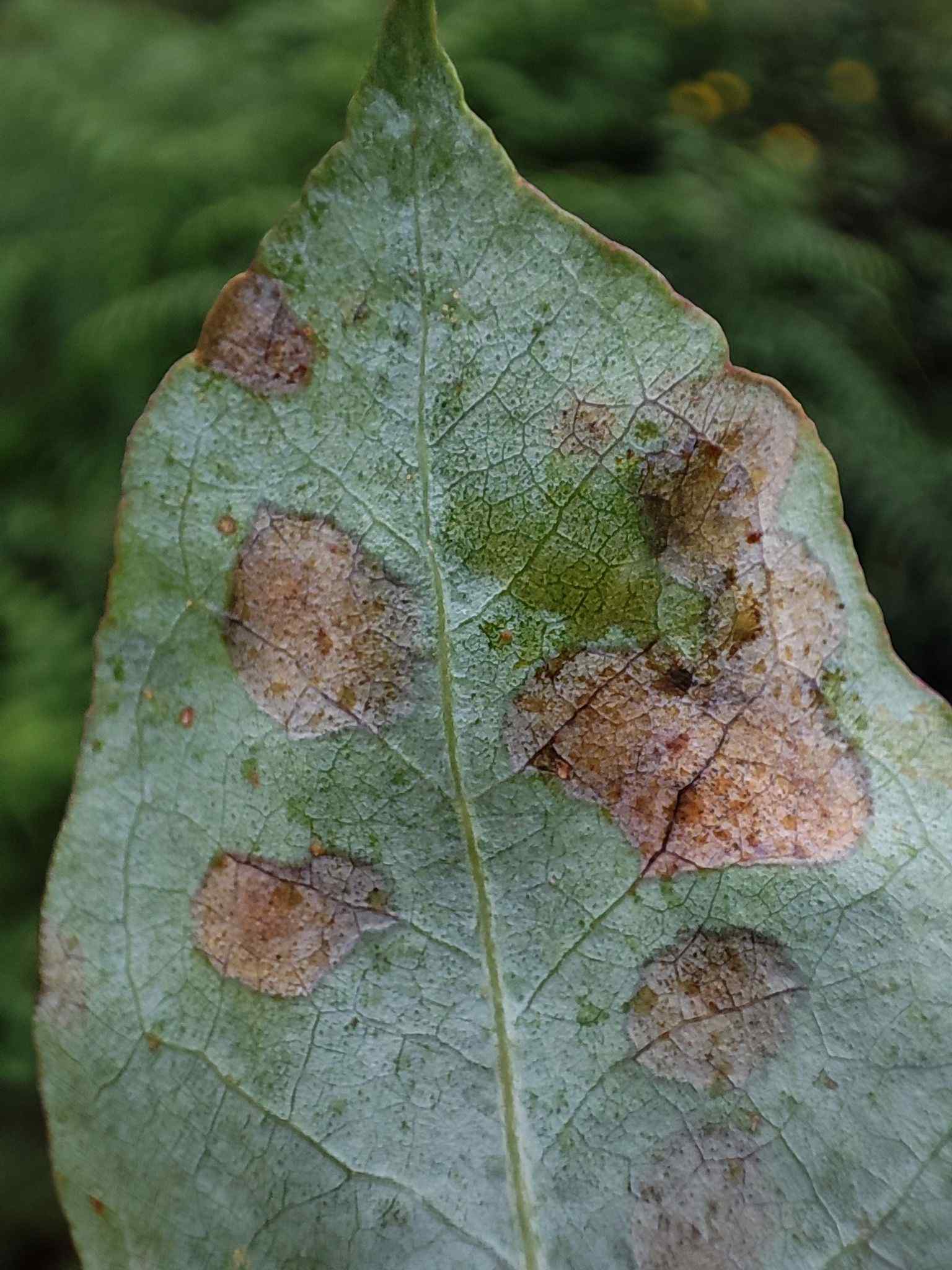 Teratosphaeria nubilosa