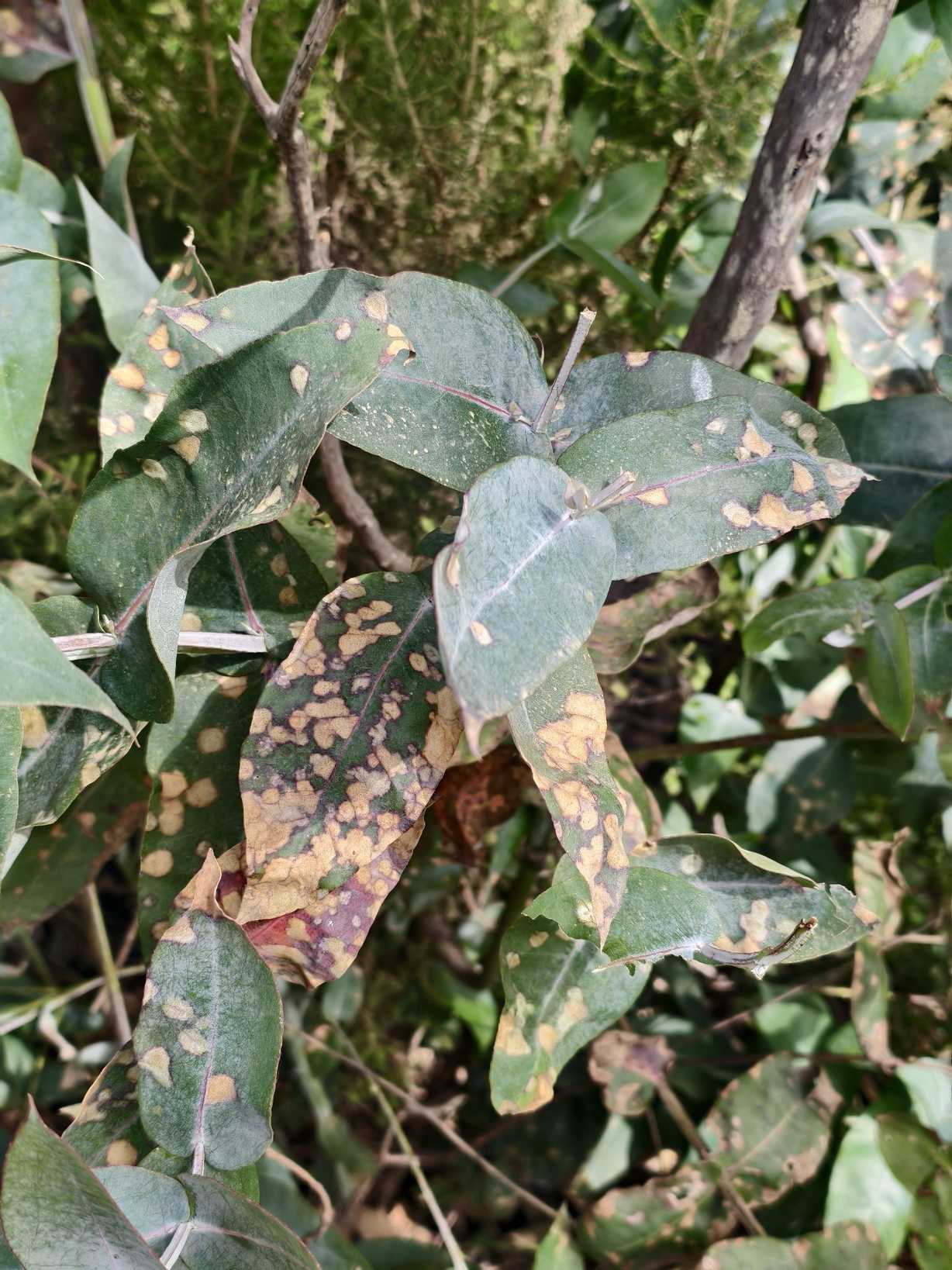 Teratosphaeria nubilosa