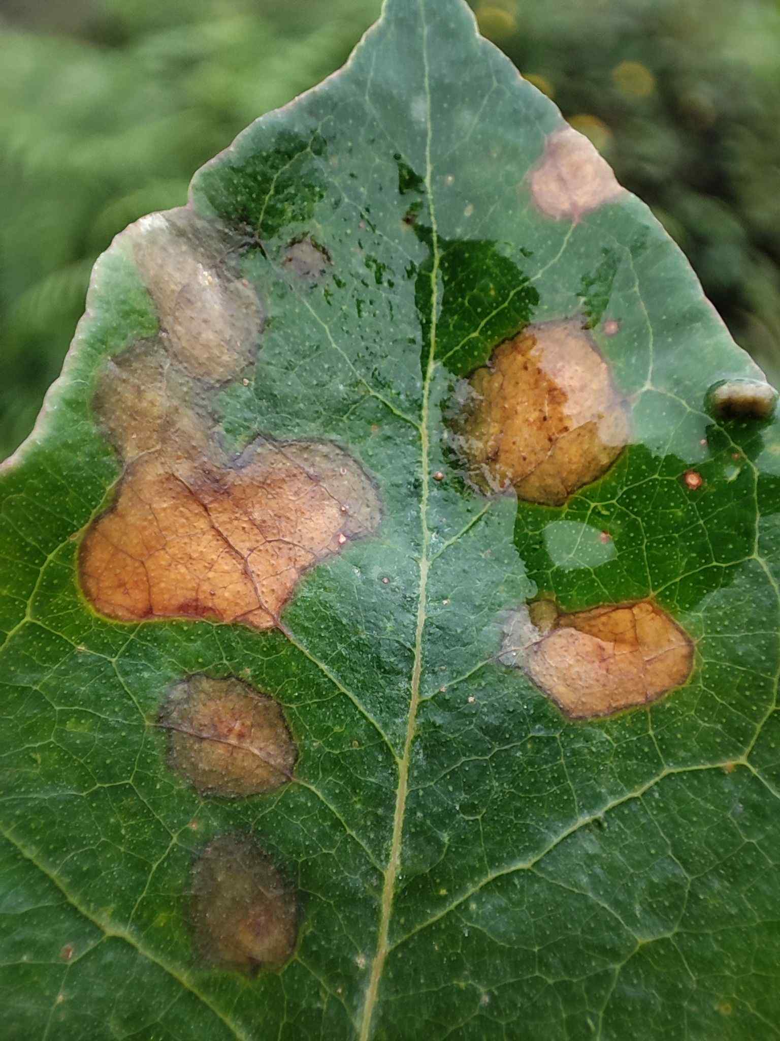 Teratosphaeria nubilosa