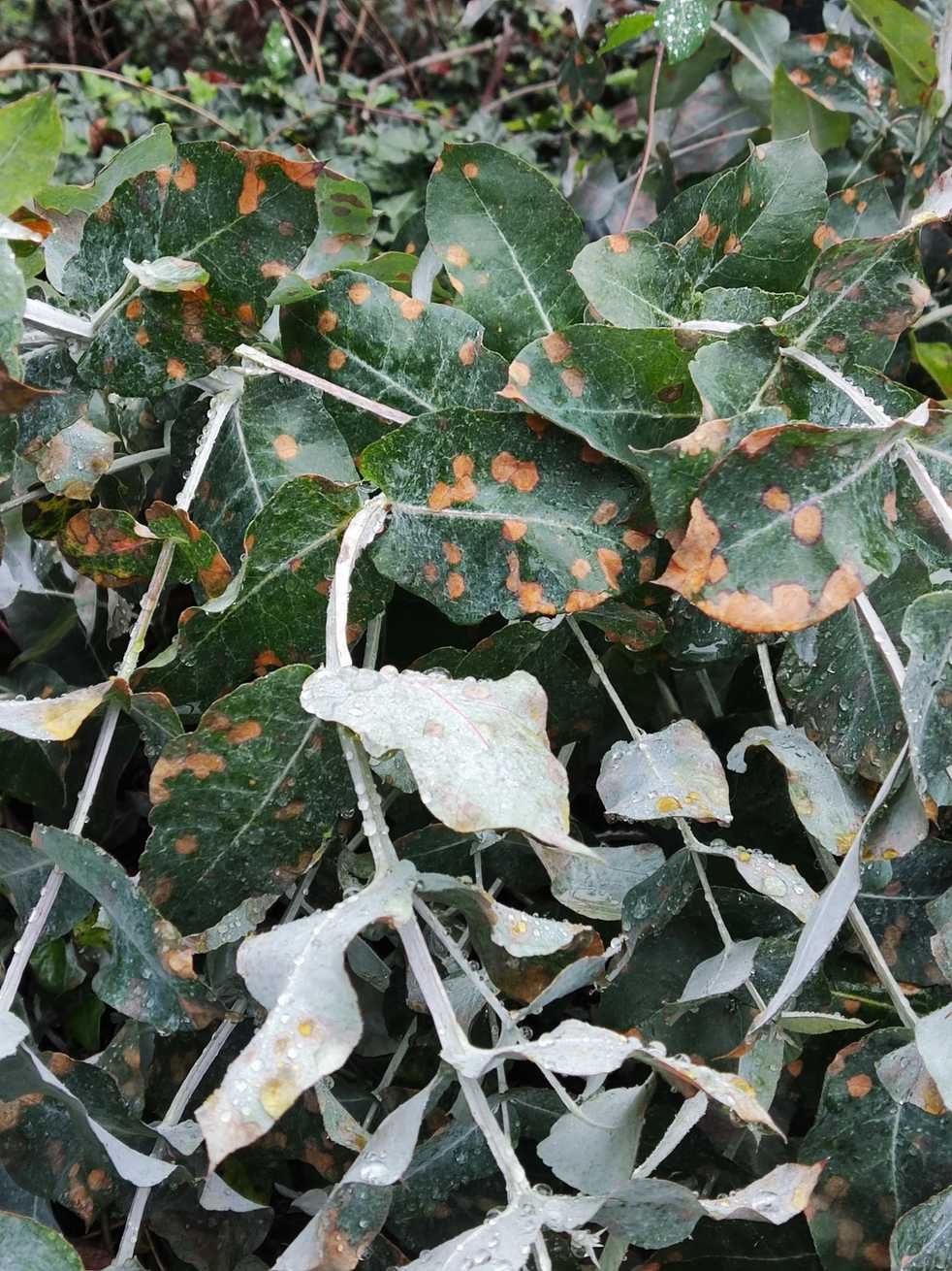 Teratosphaeria nubilosa