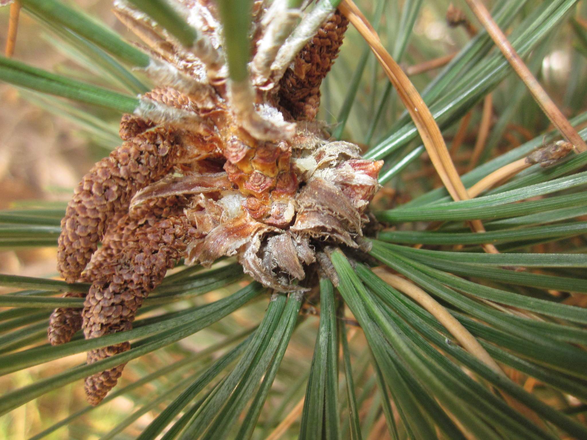 Gremmeniella abietina