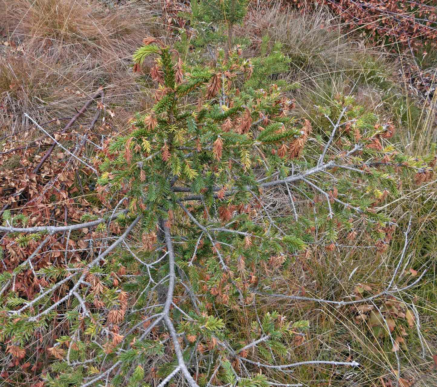 Gremmeniella abietina