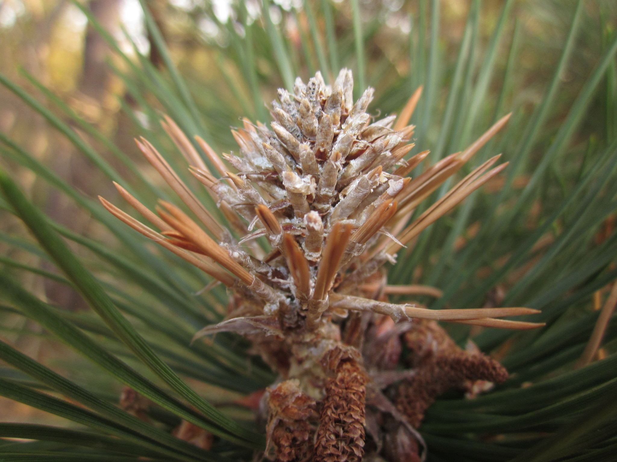 Gremmeniella abietina