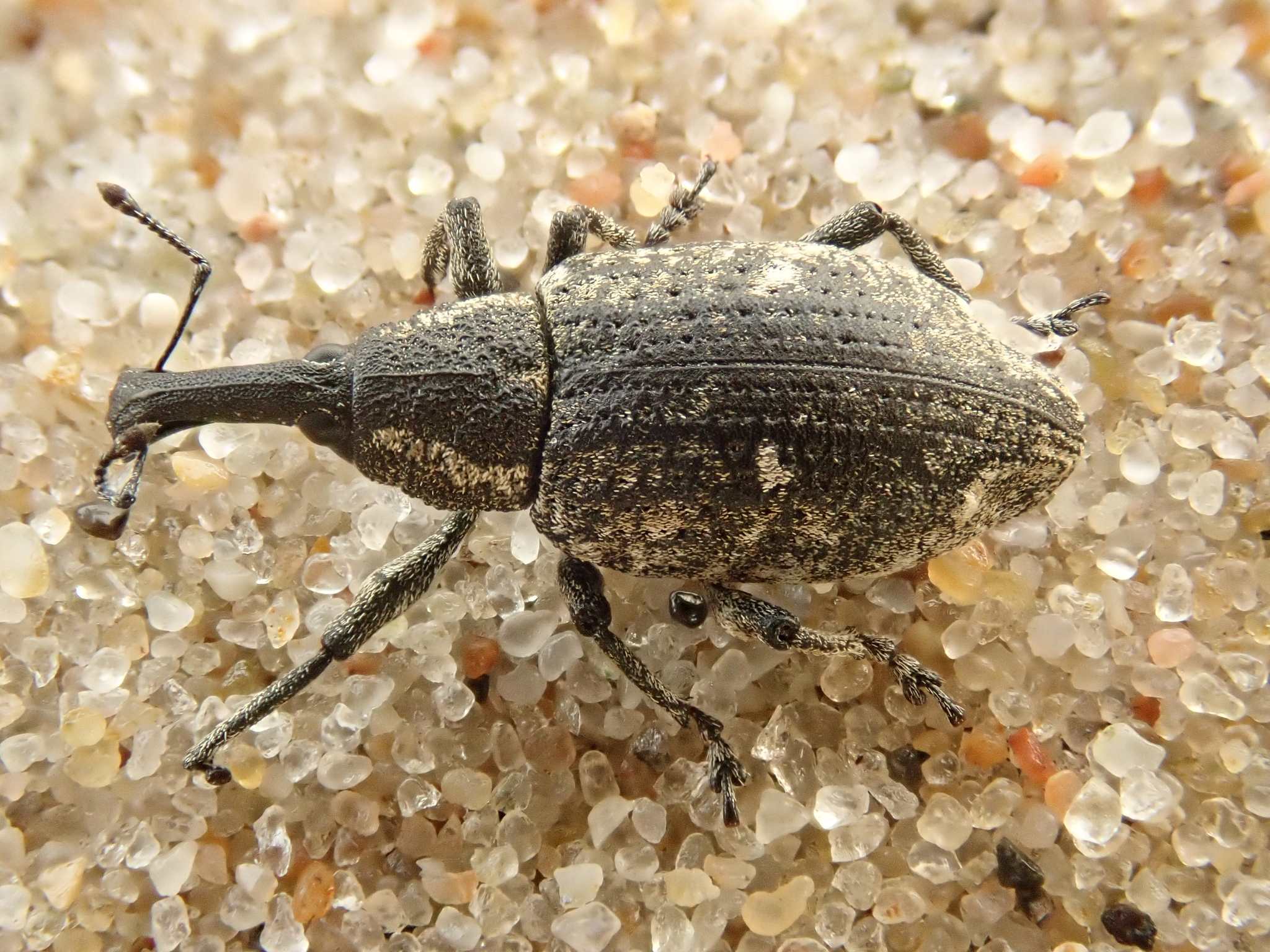 Lepyrus palustris