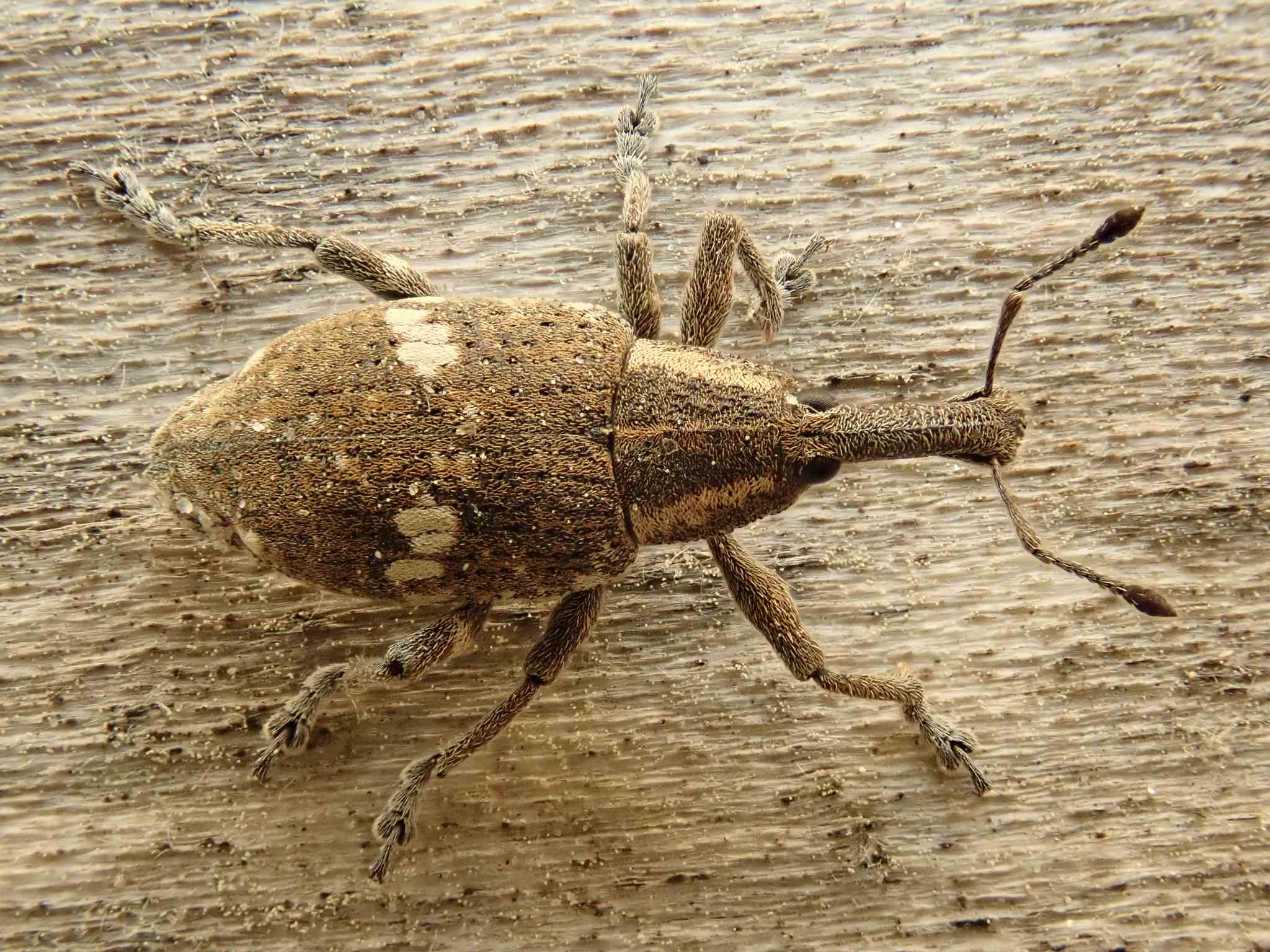 Lepyrus palustris