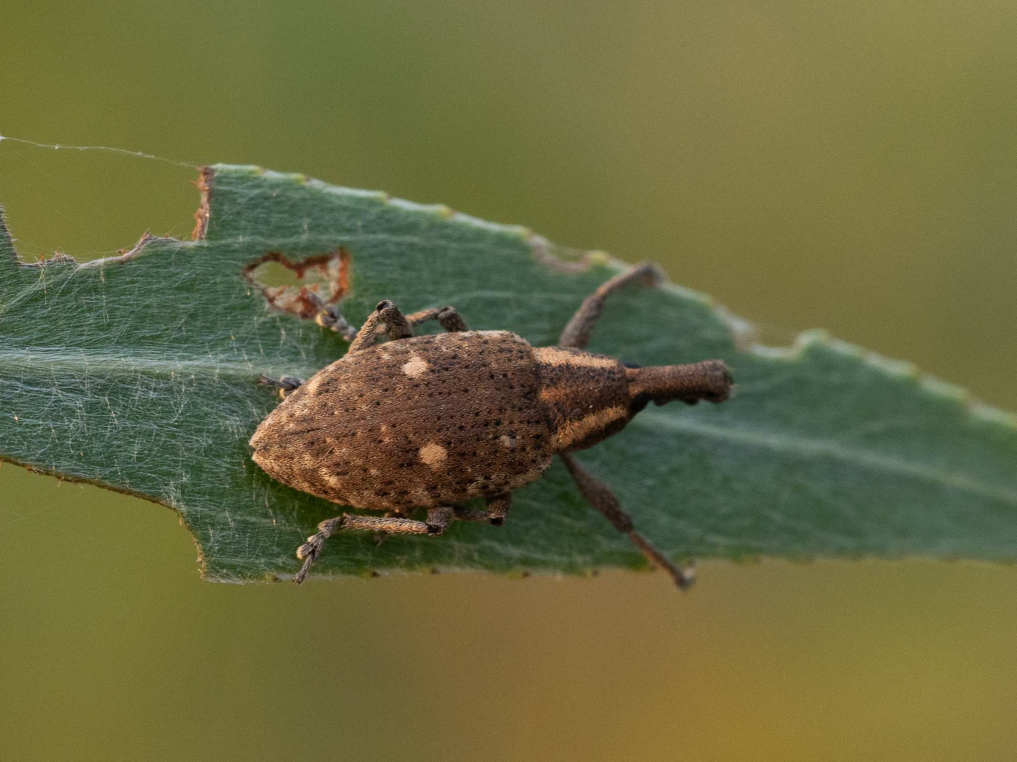 Lepyrus palustris