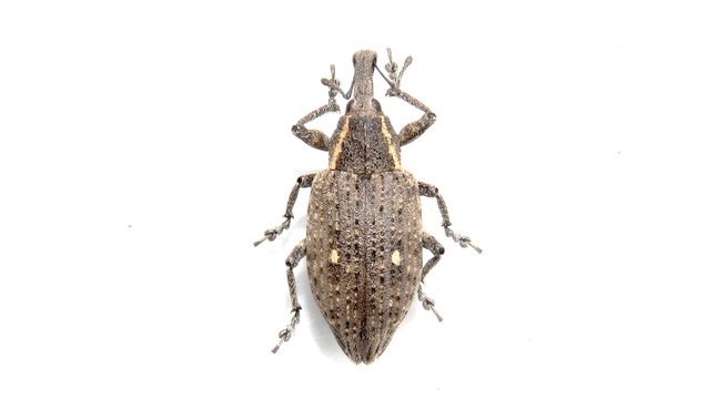 Lepyrus palustris