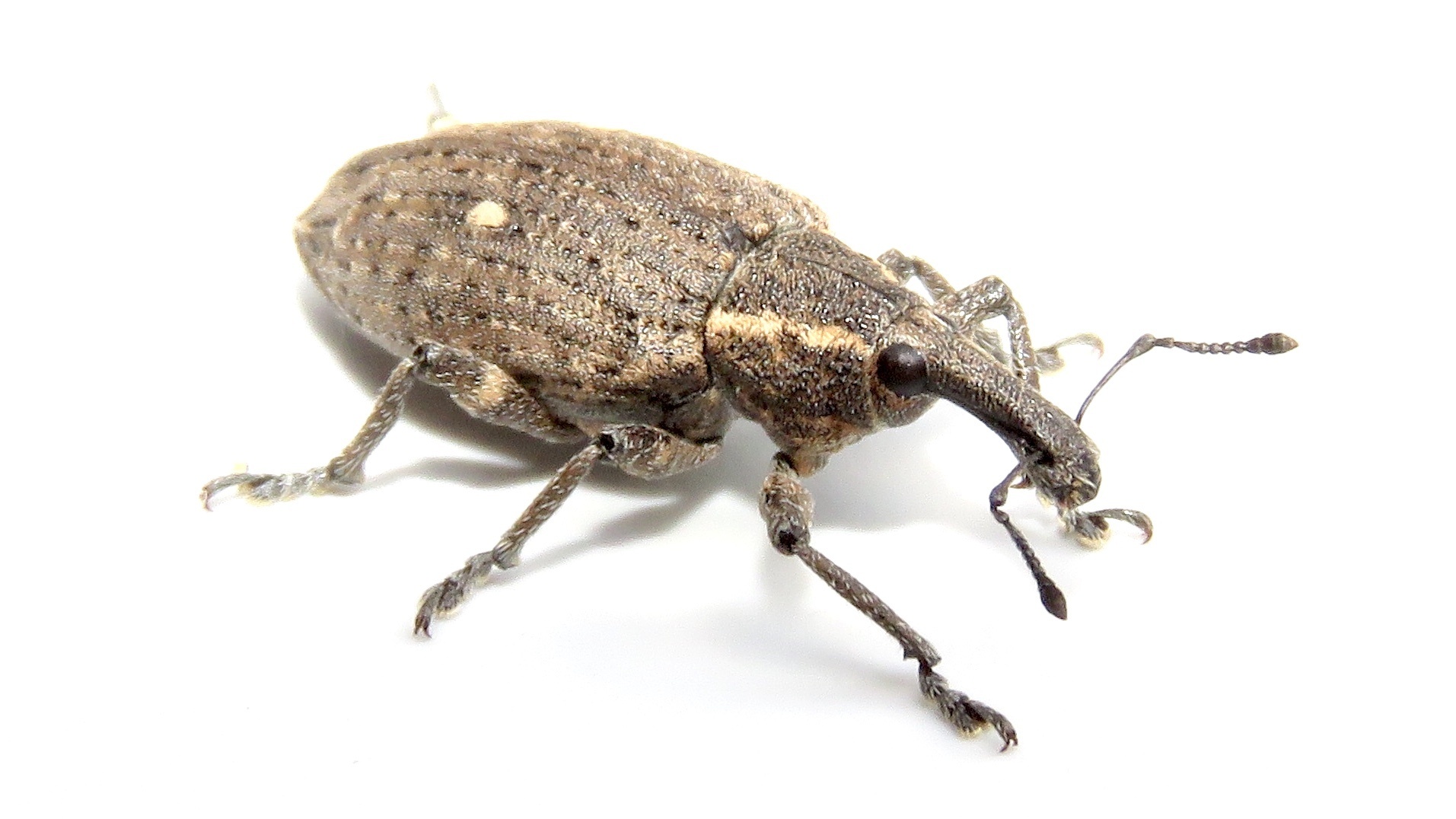 Lepyrus palustris