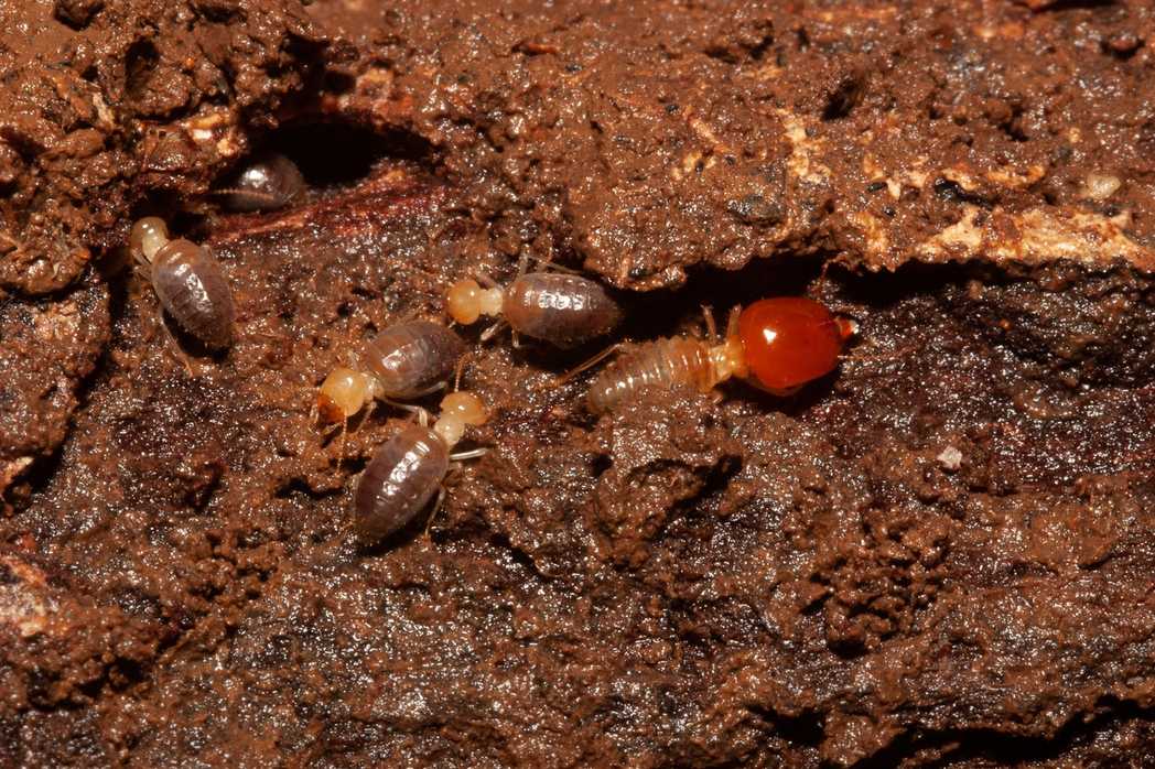Cornitermes walkeri