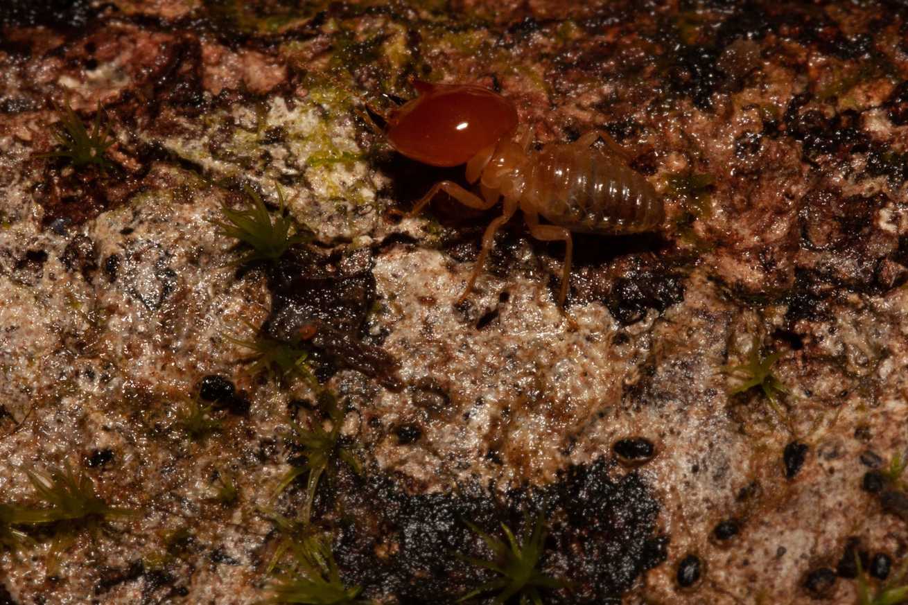 Cornitermes walkeri
