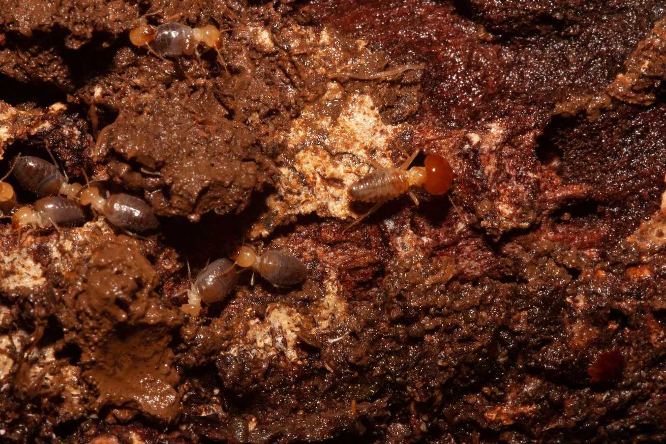Cornitermes walkeri