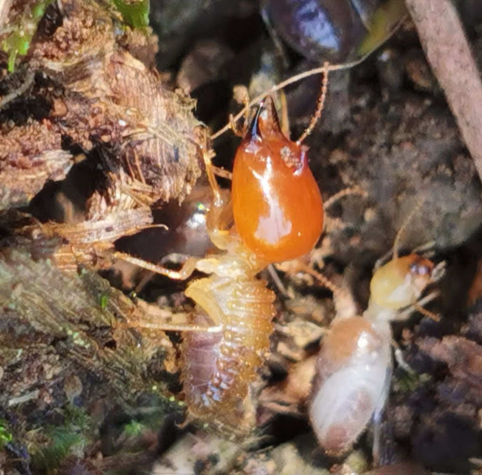 Cornitermes walkeri