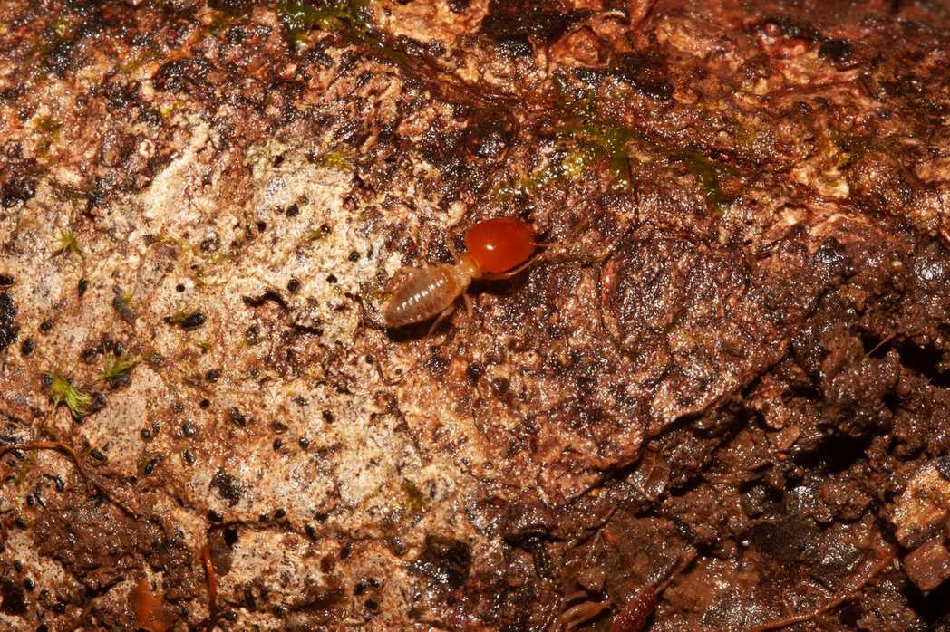 Cornitermes walkeri