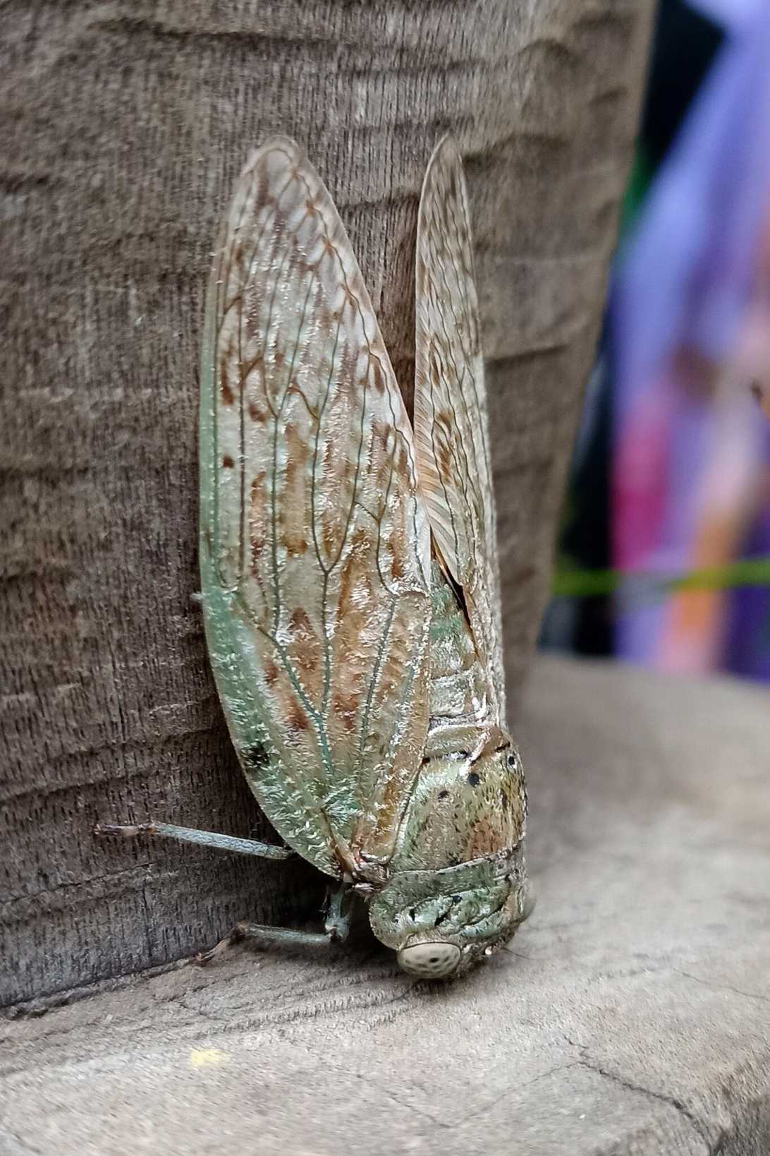Yanga guttulata