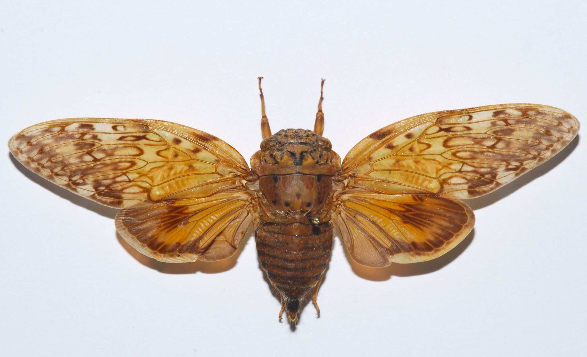 Yanga guttulata