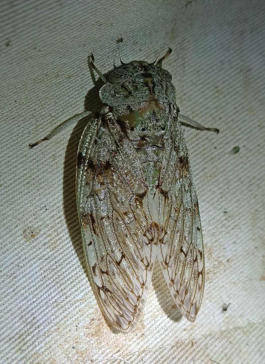 Yanga guttulata
