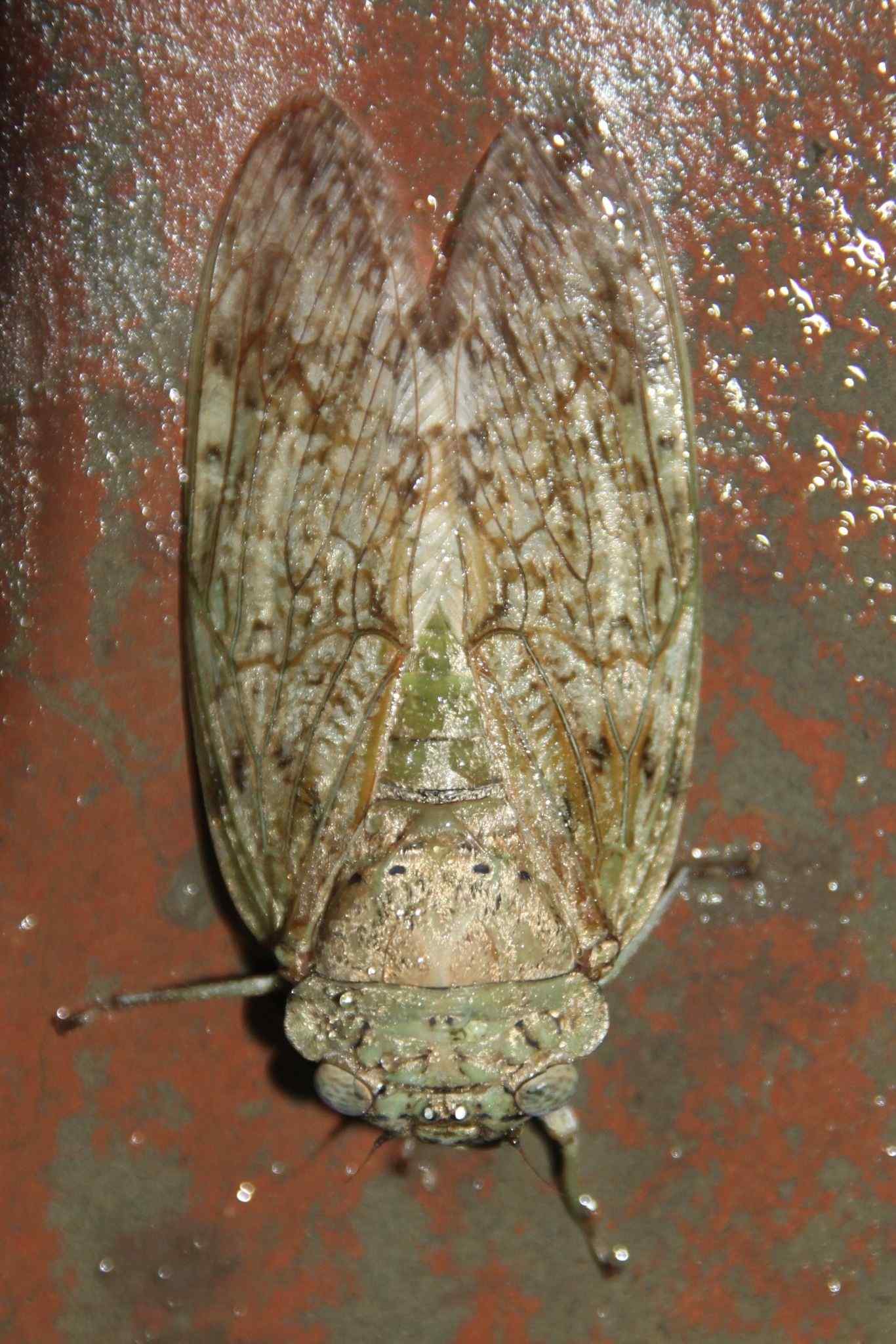 Yanga guttulata