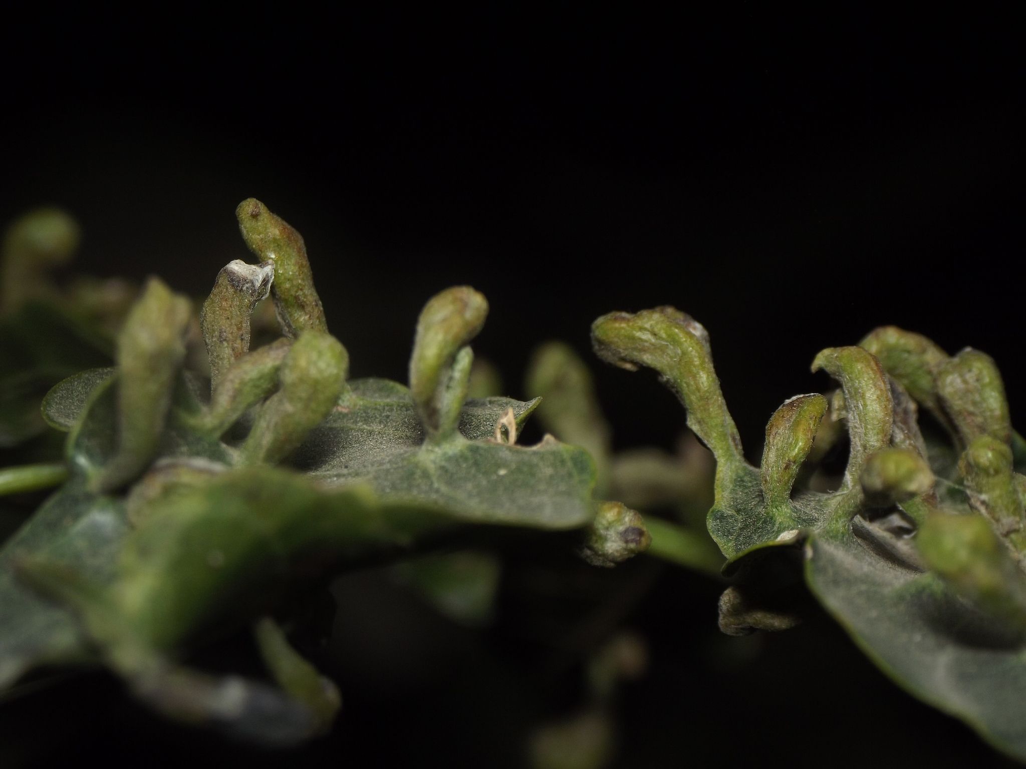 Aceria pongamiae