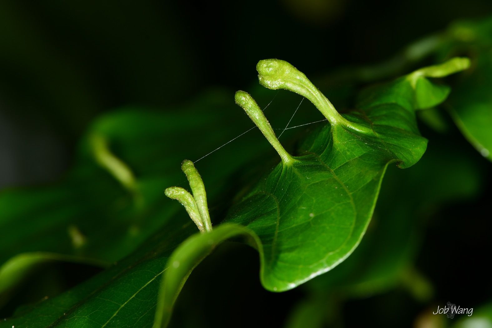 Aceria pongamiae