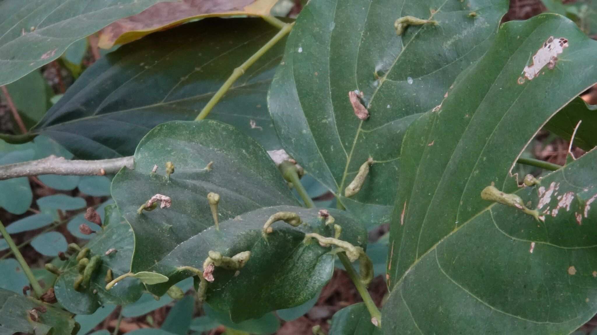 Aceria pongamiae
