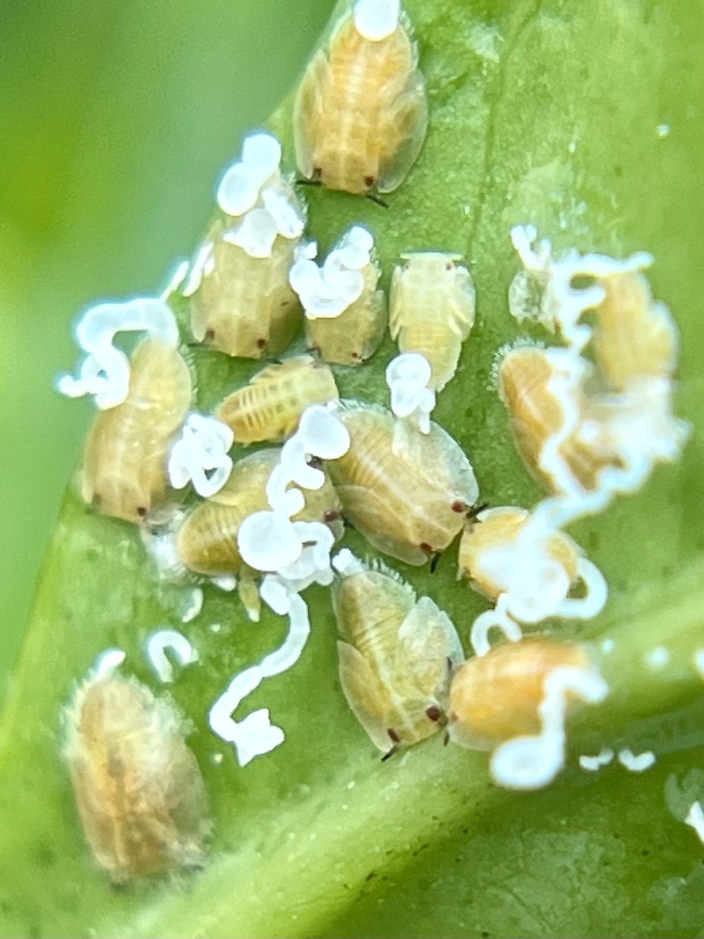 Diaphorina citri