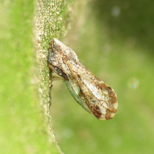 Diaphorina citri