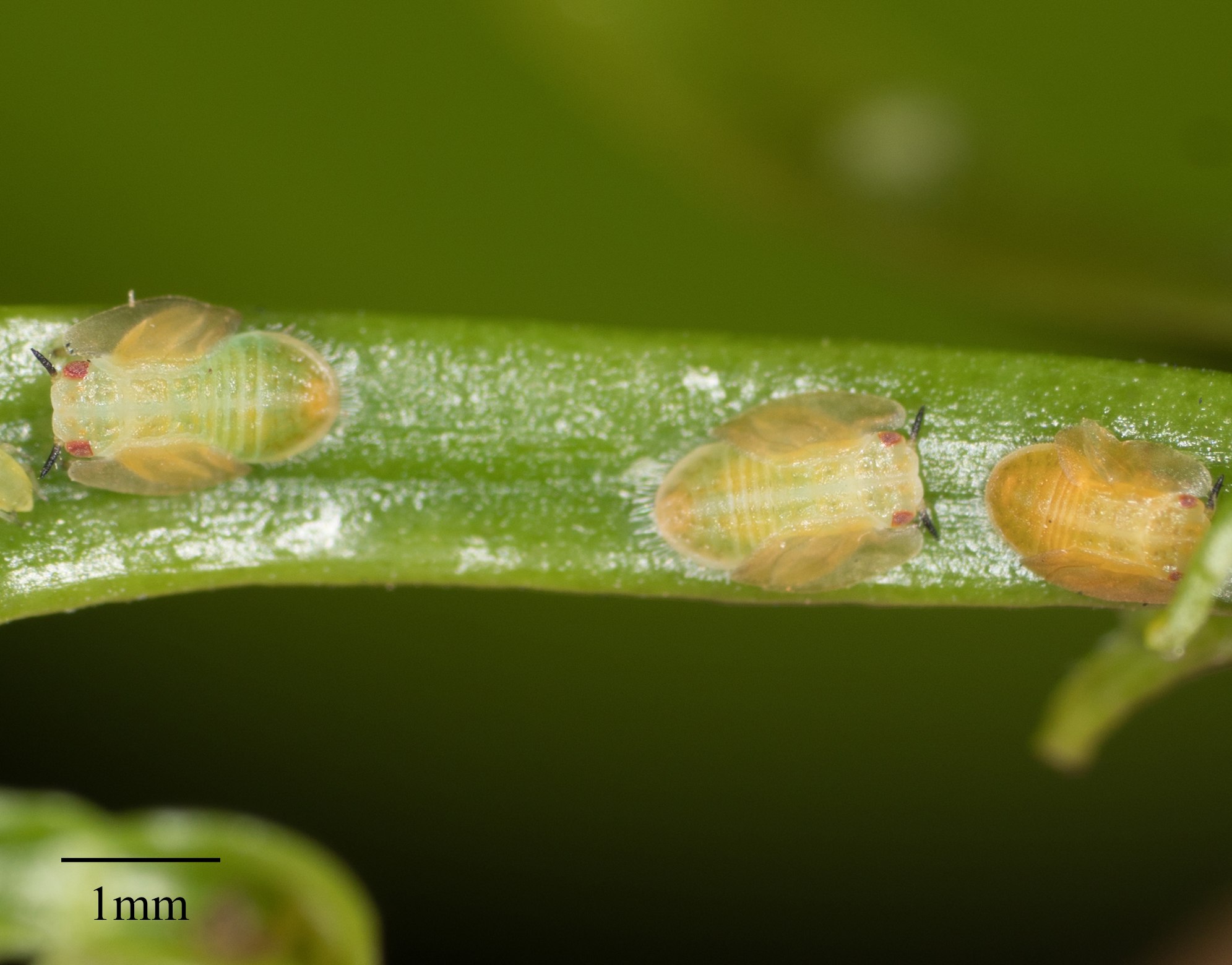 Diaphorina citri