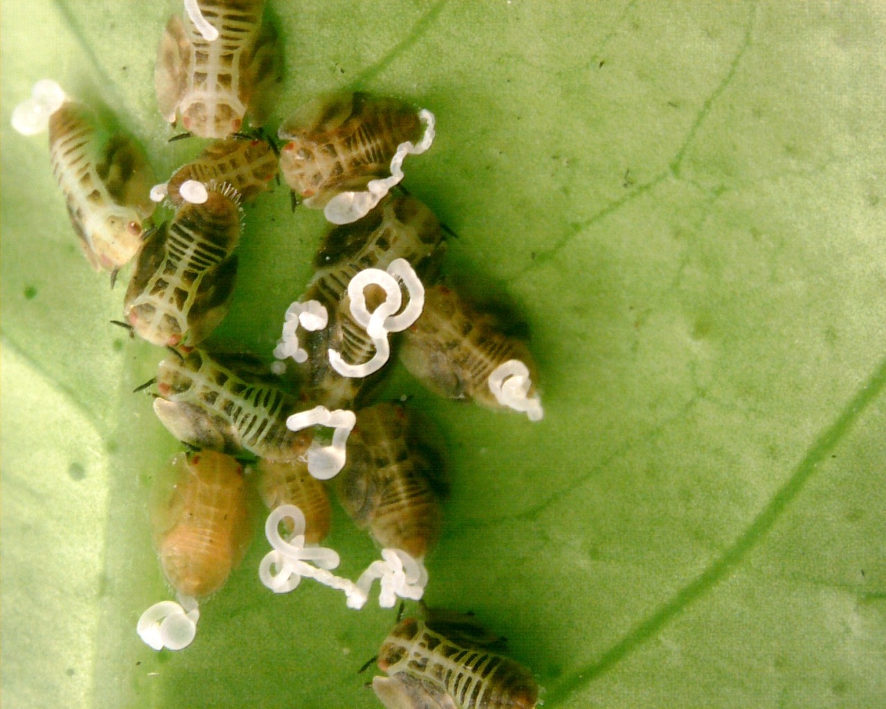 Diaphorina citri
