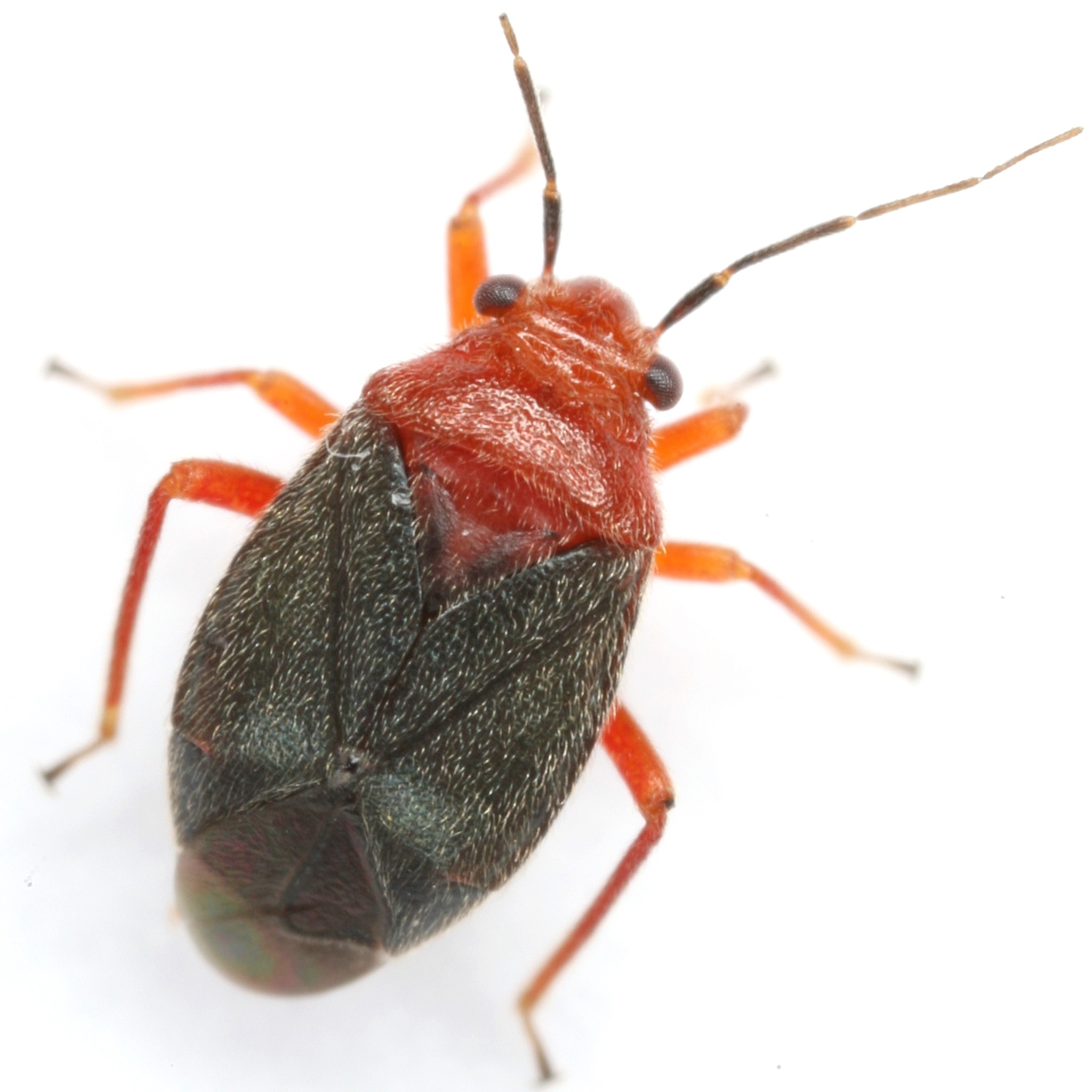 Halticotoma