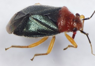 Halticotoma