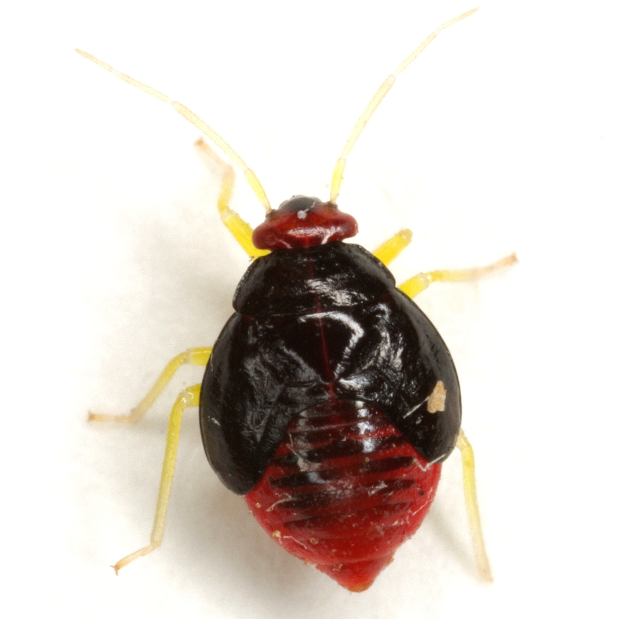 Halticotoma