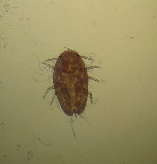 Pulvinaria vitis