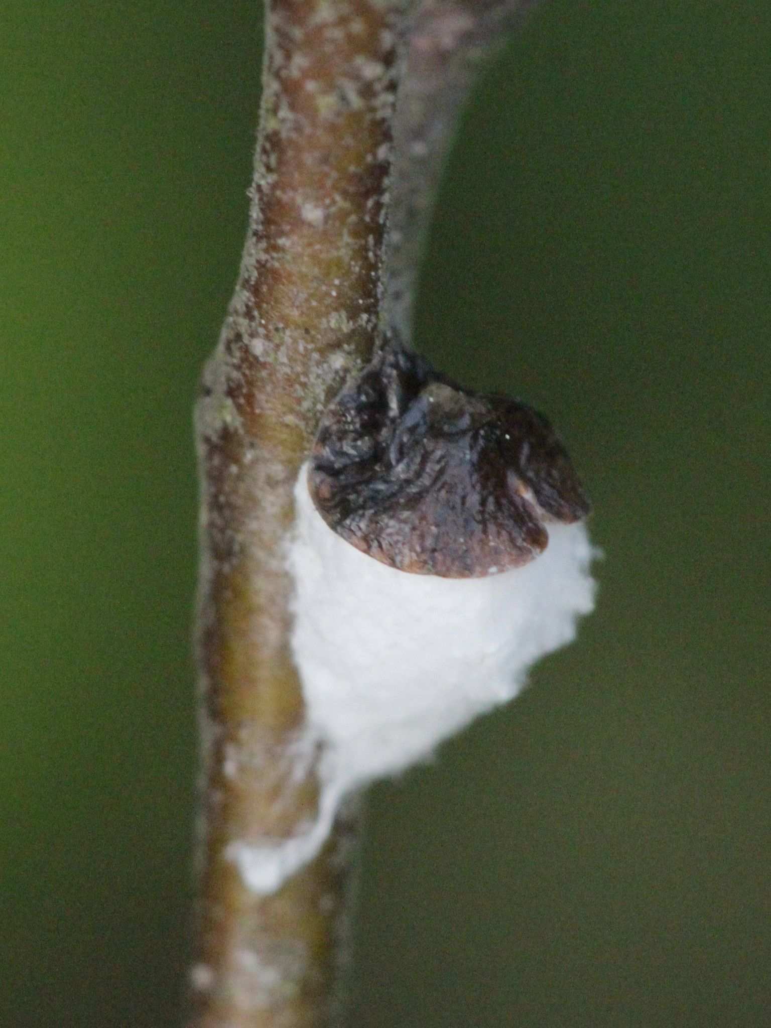 Pulvinaria vitis