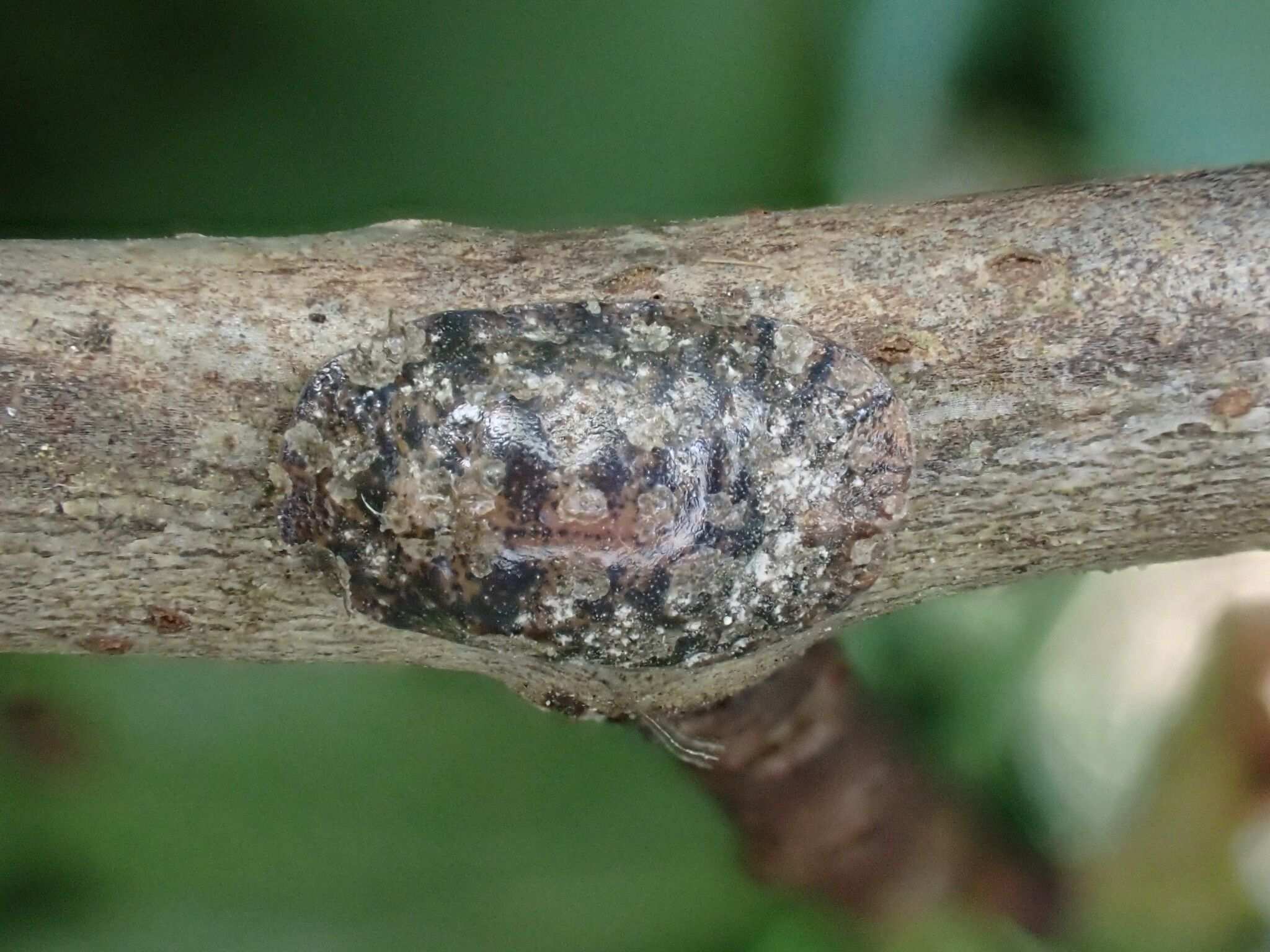 Pulvinaria vitis